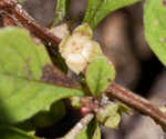 Smallfruit primrose-willow